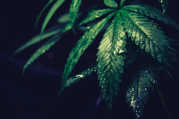 Warum ist CBD legal, wenn Cannabis es nicht ist?